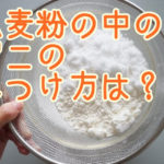 小麦粉の中のダニの見つけ方は？