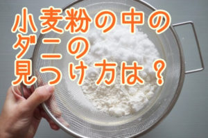 小麦粉の中のダニの見つけ方は？