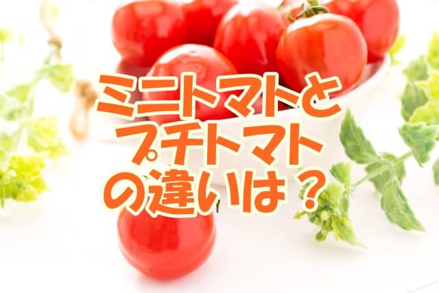 ミニトマトとプチトマトの違いは？